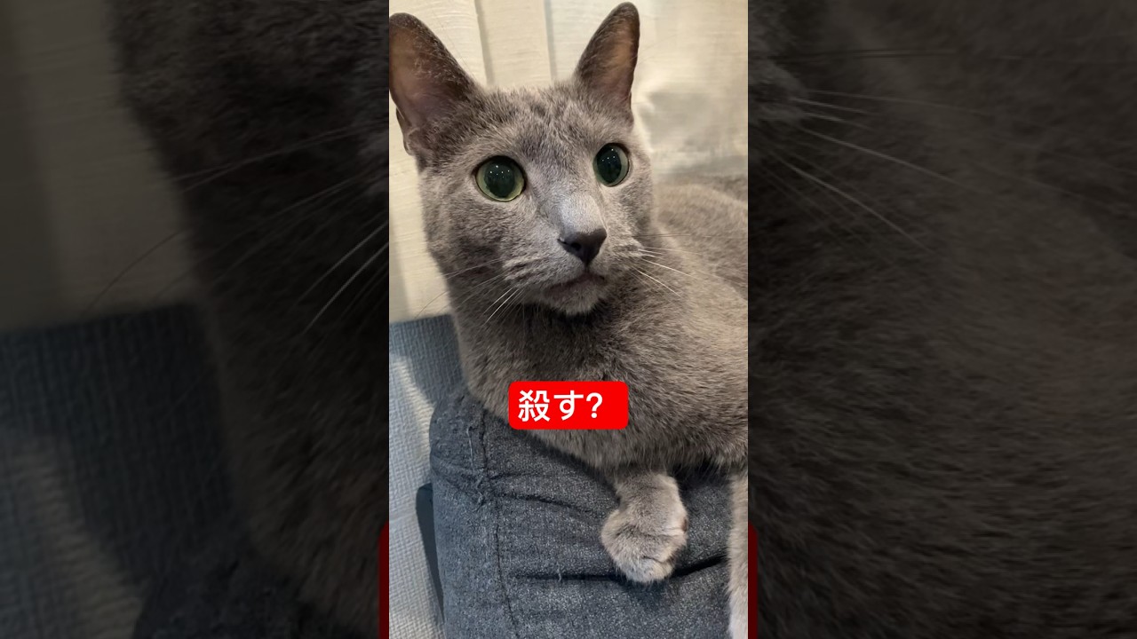 殺意しかない猫#猫のいる暮らし #cat #ロシアンブルー #猫 #russianblue