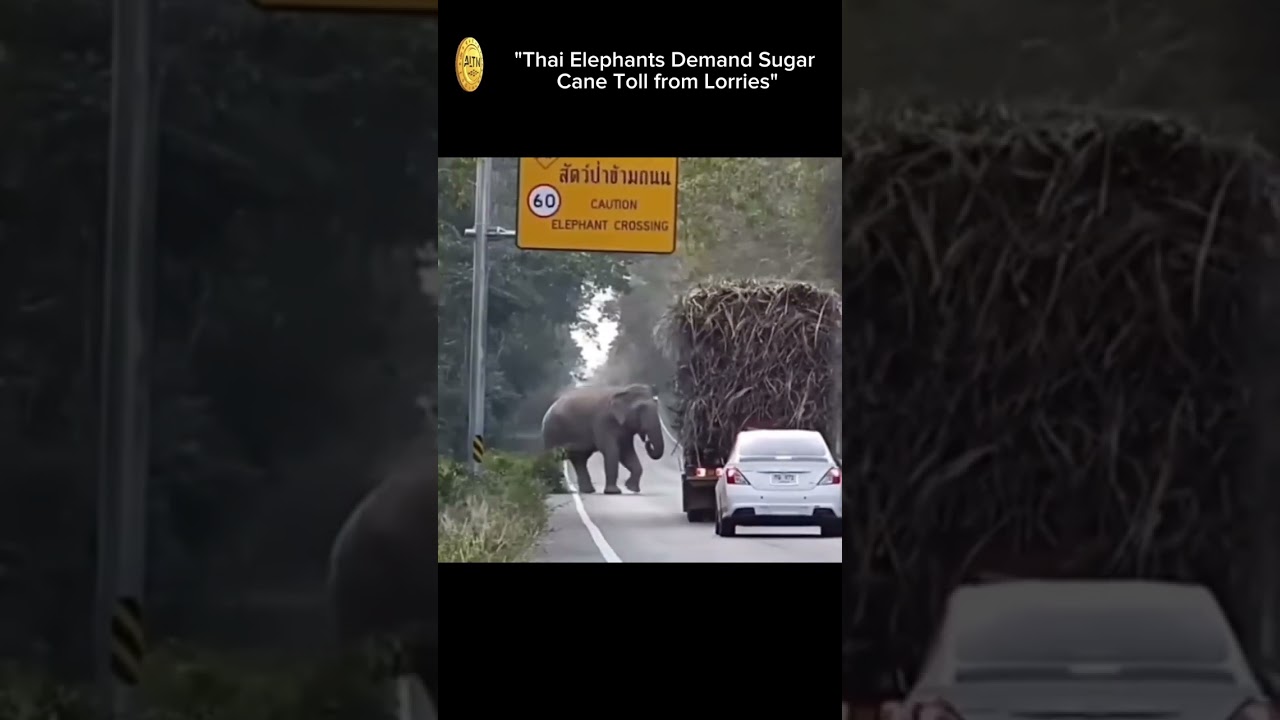 Elephants in Thailand have mastered the technique of ‘robbing’ sugar cane lorries #altnnews