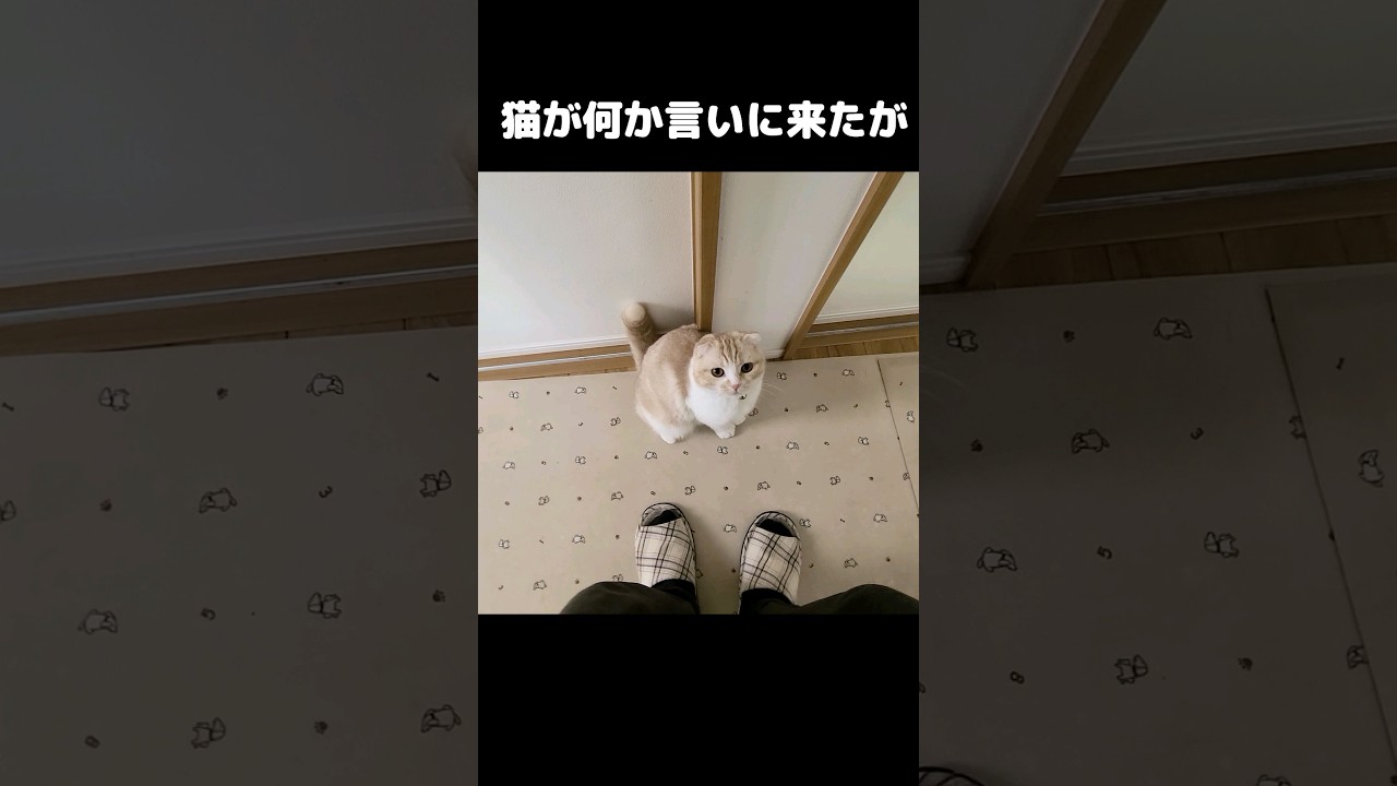 猫が何か伝えに来たがさっぱり分からん...笑