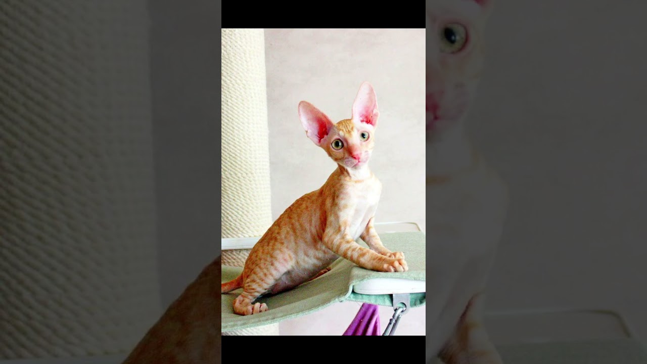 Корниш Рекс 4 мес