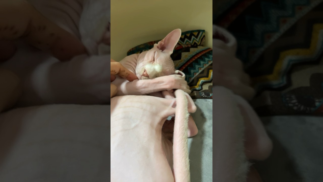 毛のない猫の動きが可愛過ぎてしんどい【スフィンクス猫】