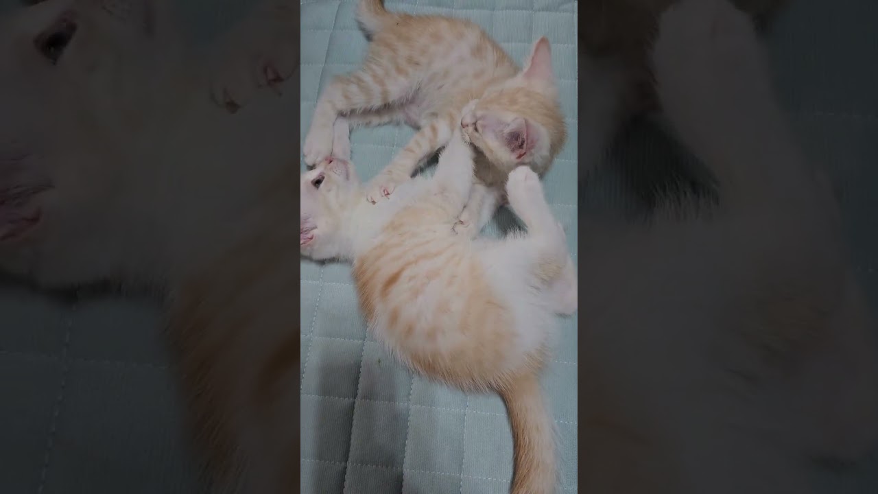 スコティッシュフォールド 期間限定セール中❤（毛色：クリームタビー&ホワイト）