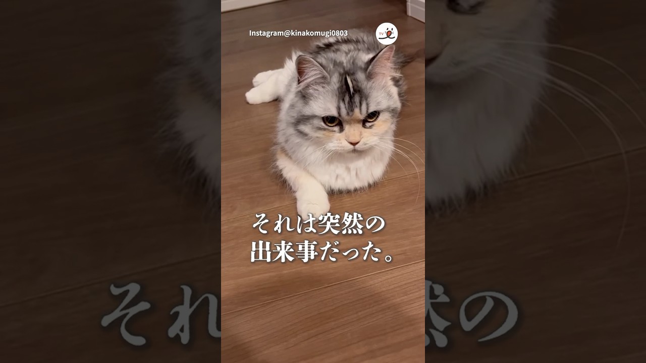 猫さんの"アレ"が落ちる瞬間😸｜PECO #キンカロー #猫 #愛猫家 #猫のいる暮らし#kinkalow #cat #catlover #catlife