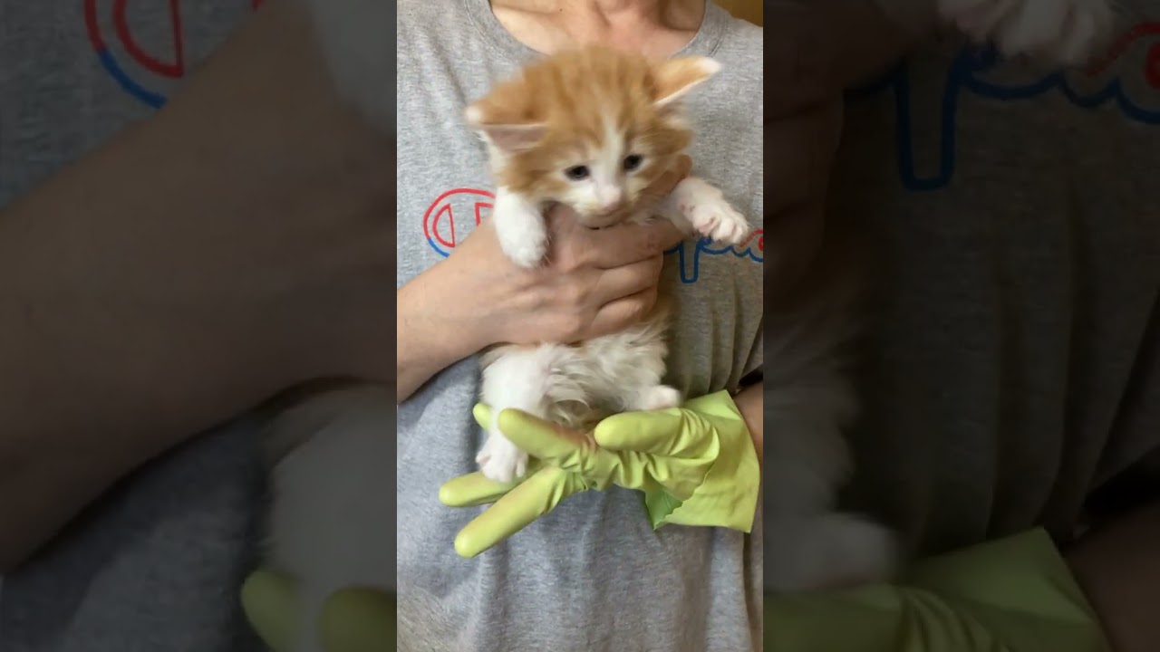 ノルウェージャンフォレストキャット レッドタビーの男の子です。