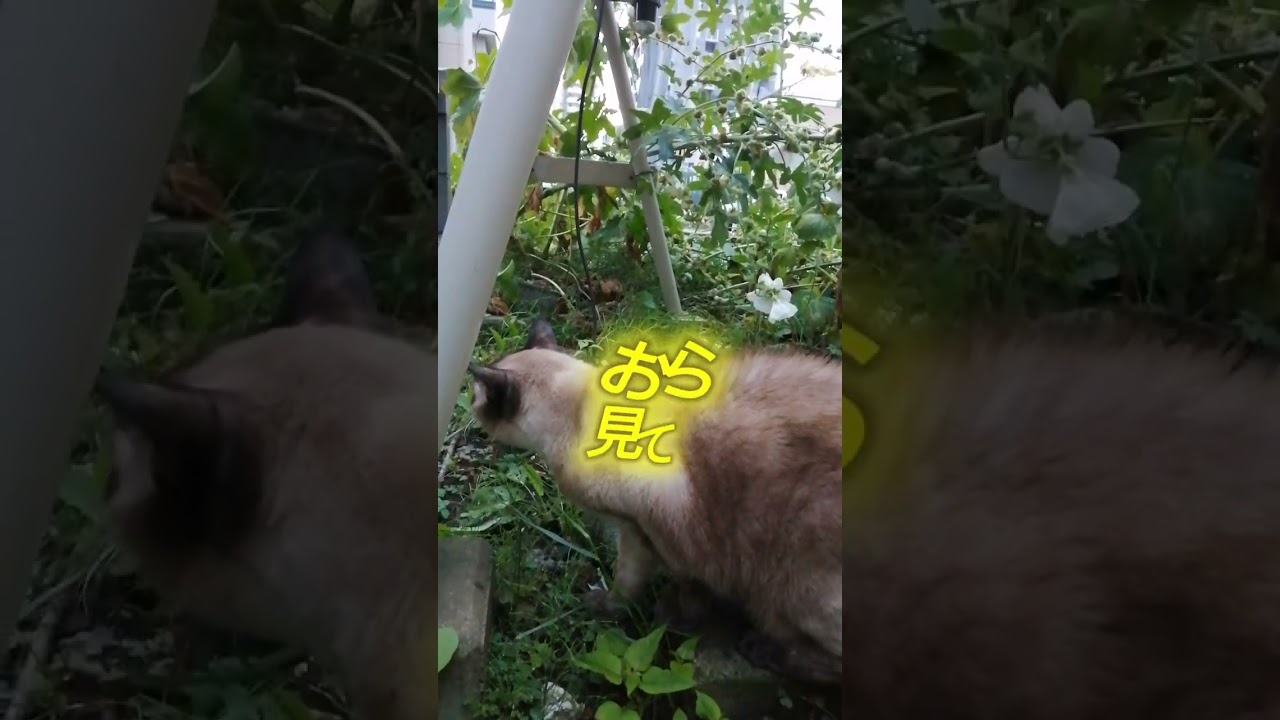 シャム猫#shorts #cat #シャムミックス#朝散歩#猫#15歳