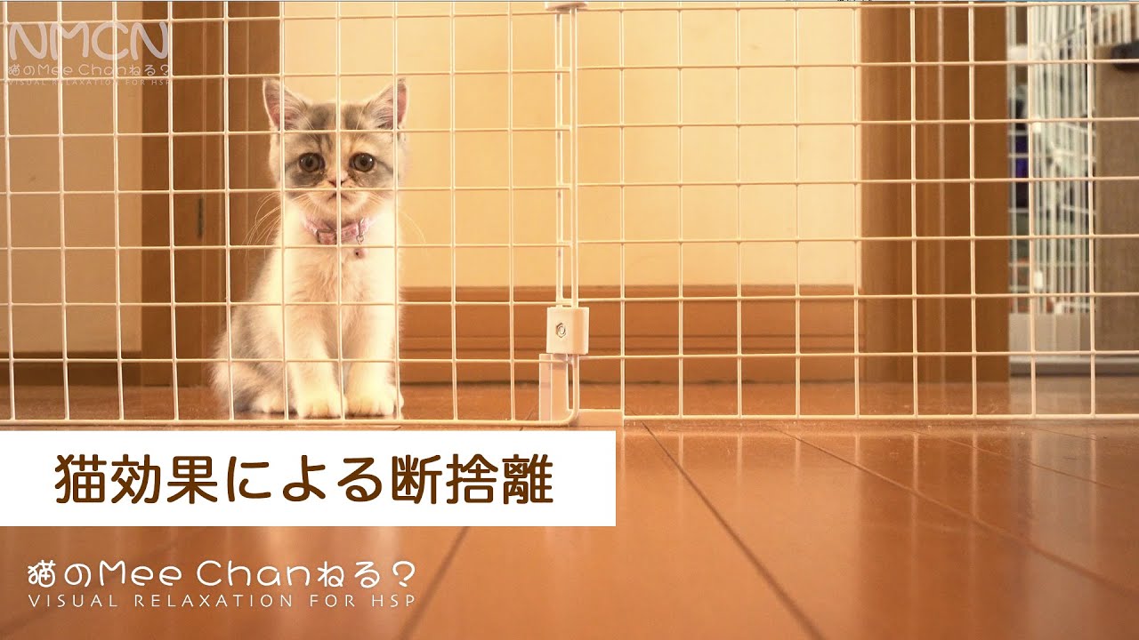 100均で製作の猫フェンスと猫効果による断捨離｜エキゾチックショートヘアーとの生活