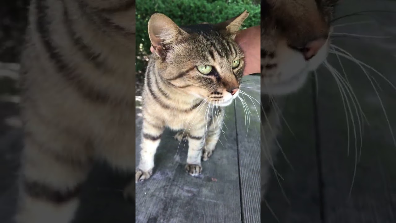 休憩所に一緒に行けた女子キジ猫ちゃん目を輝かせて喜んでた #Shorts