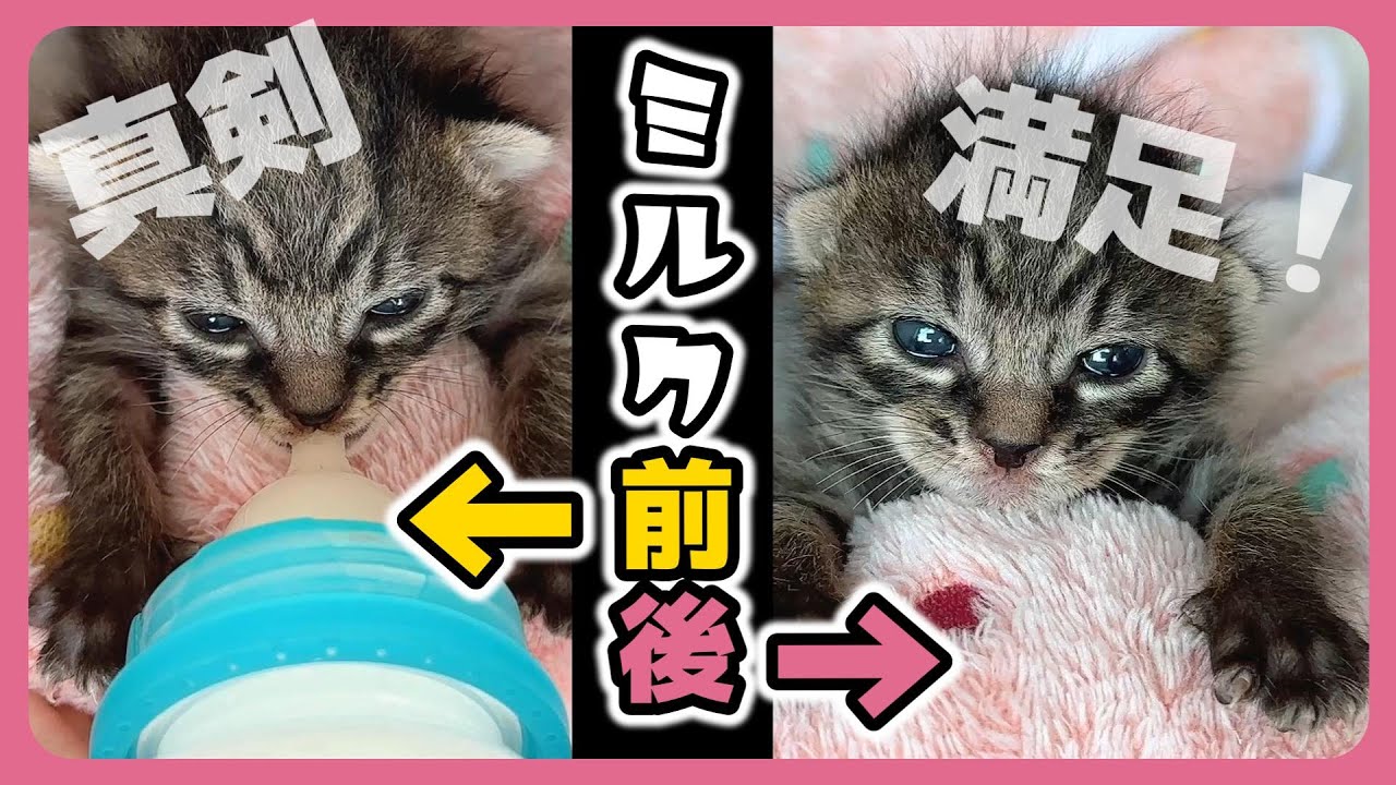 「ぶふぁああ」ミルクがどんな飲み方をしても鼻から牛乳してしまう子猫。試行錯誤中【保護猫生活11日目】