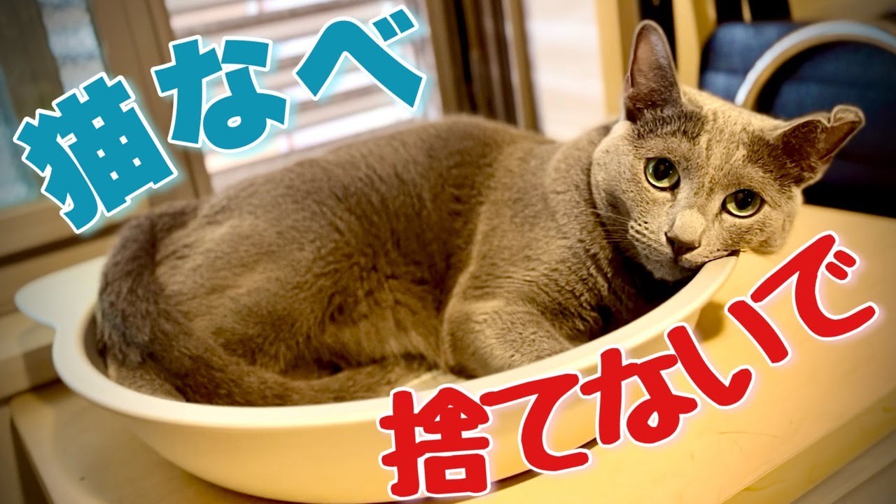 ロシアンブルー | 猫が夏を涼しく過ごすには？ ~ 人の脳と比較 [Russian Blue cat Kotetsu] How can cats stay cool in the summer?