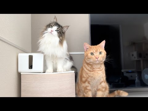 一緒に行動することが増えて兄妹猫の仲が深まりました