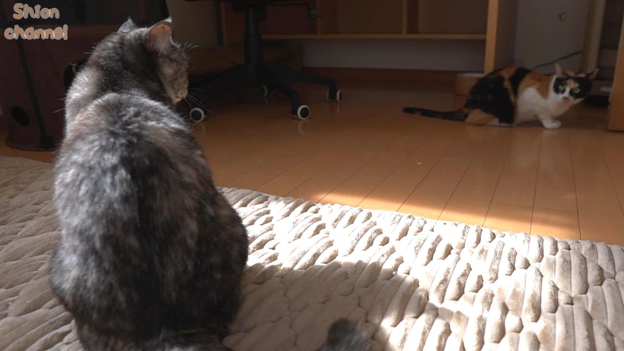 なかなか相容れない猫同士が睨み合った結果こうなりました…