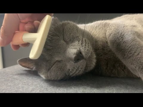 ぺぺ(ロシアンブルー)にマッサージしてみた。