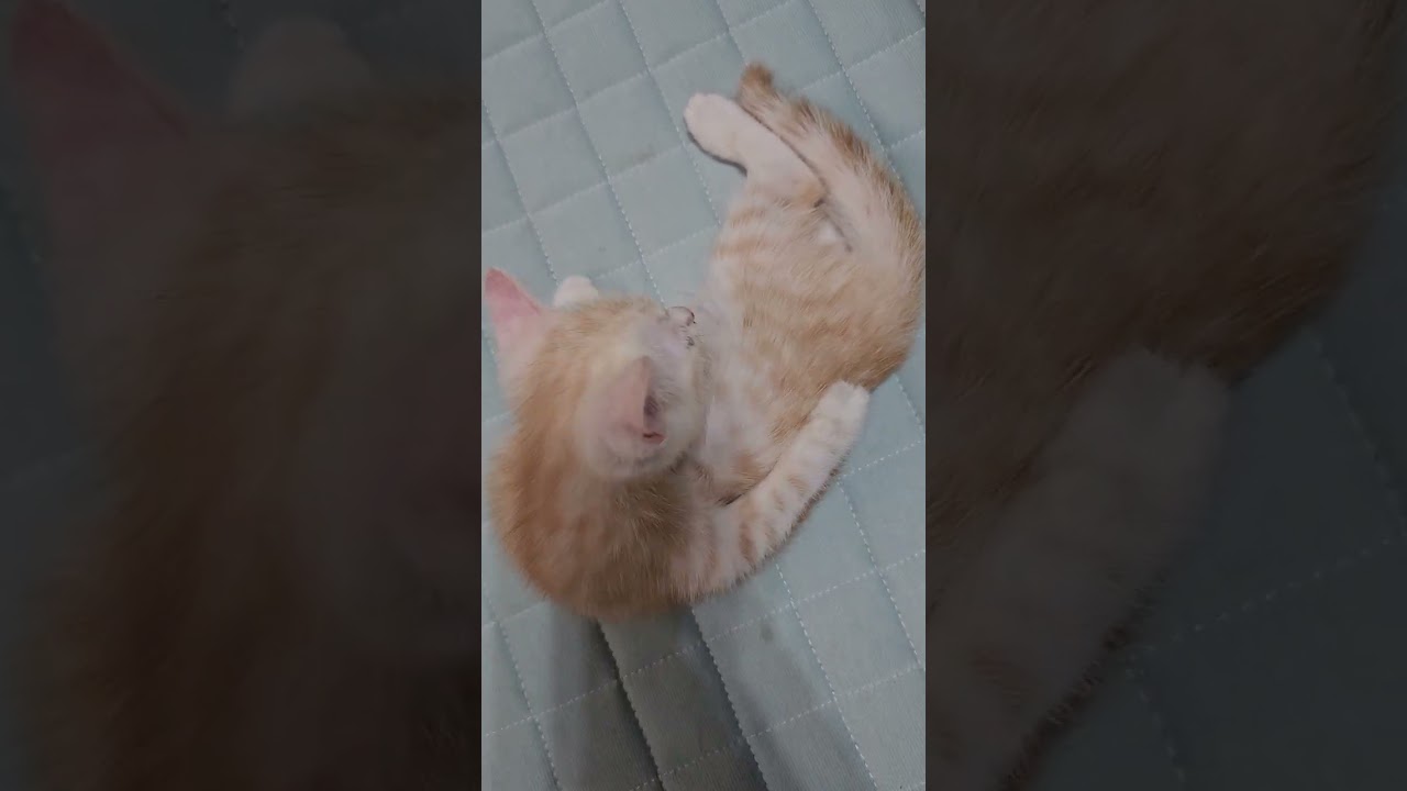 スコティッシュフォールド 期間限定セール中❤（毛色：クリームタビー&ホワイト）