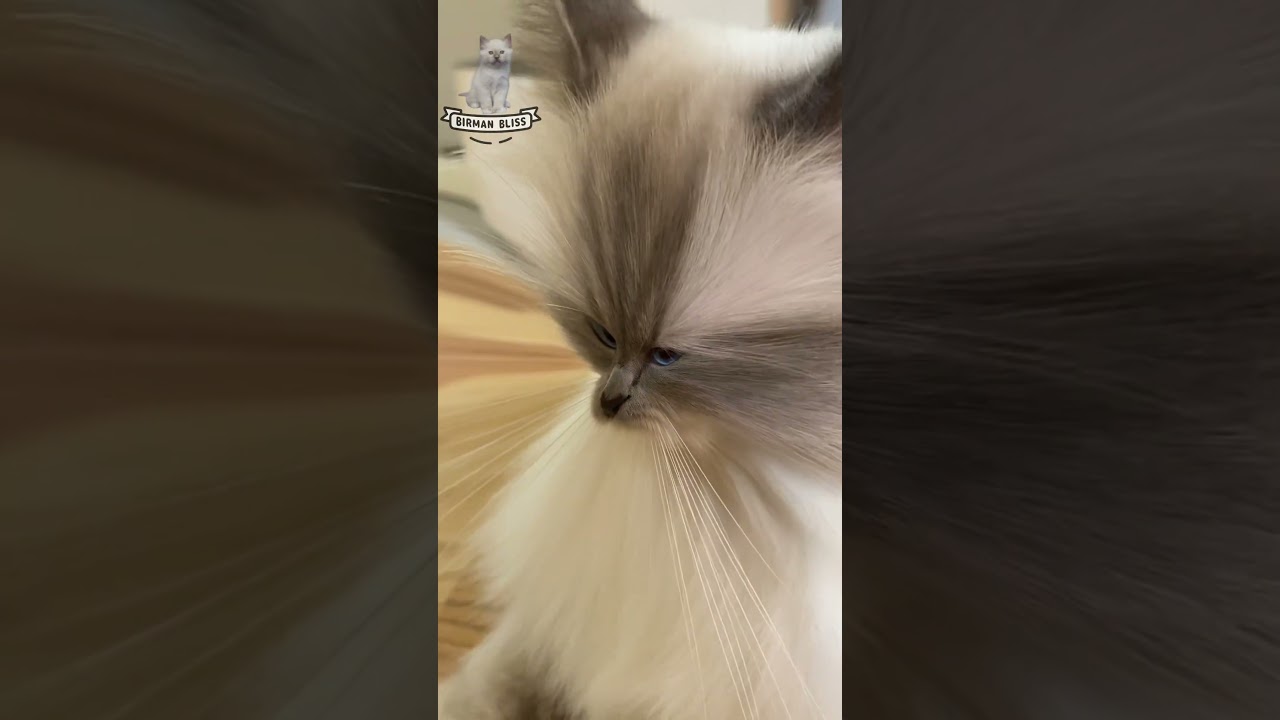 Funny Cat Filter Frenzy! 🐱😂 #cat #cats #funny #shorts #fyp