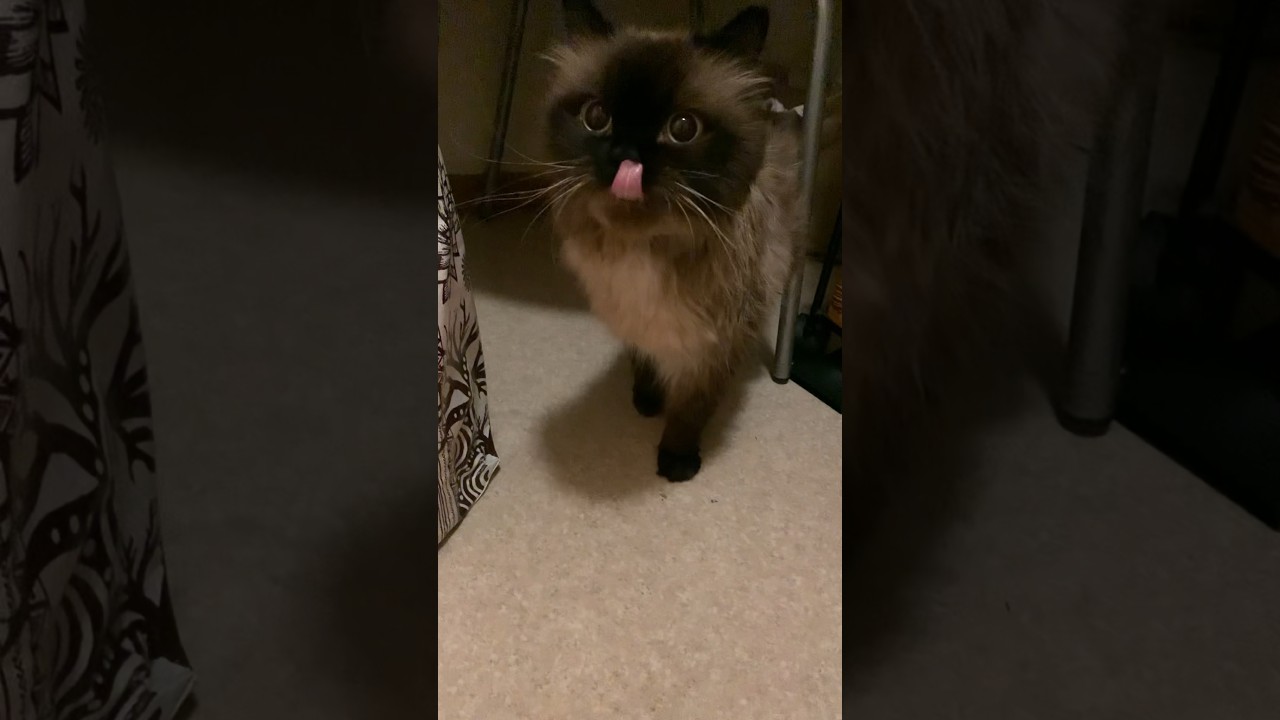 ドライヤー途中経過げんたくん #猫 #ヒマラヤン #猫のいる暮らし #shorts