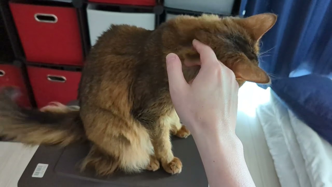 【923日目】足が動いちゃう子 #ソマリ #cat