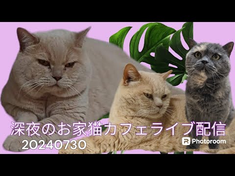深夜のお家猫カフェライブ配信　１３０