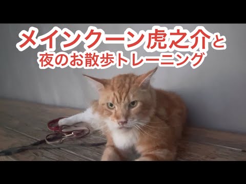 No.0790【メインクーン虎之介と夜のお散歩トレーニング】
