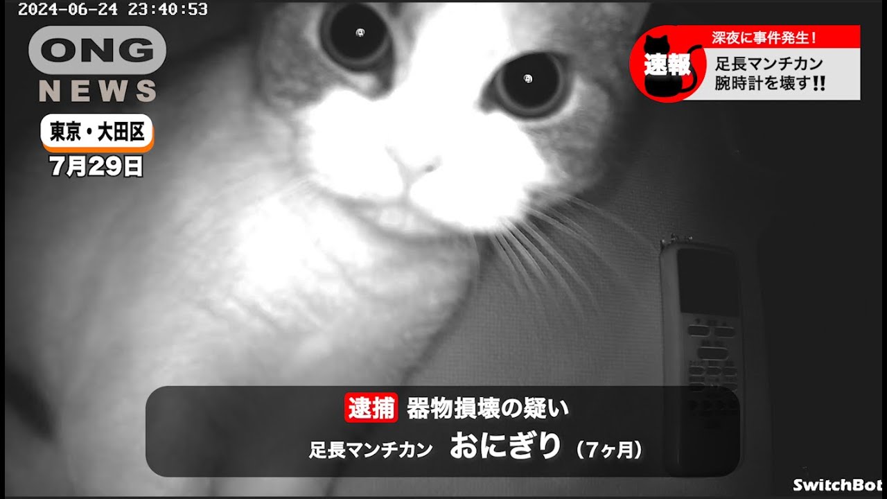 【もふもふ】見守りカメラで悪事を暴かれる足長マンチカン #cat #lovely #cute