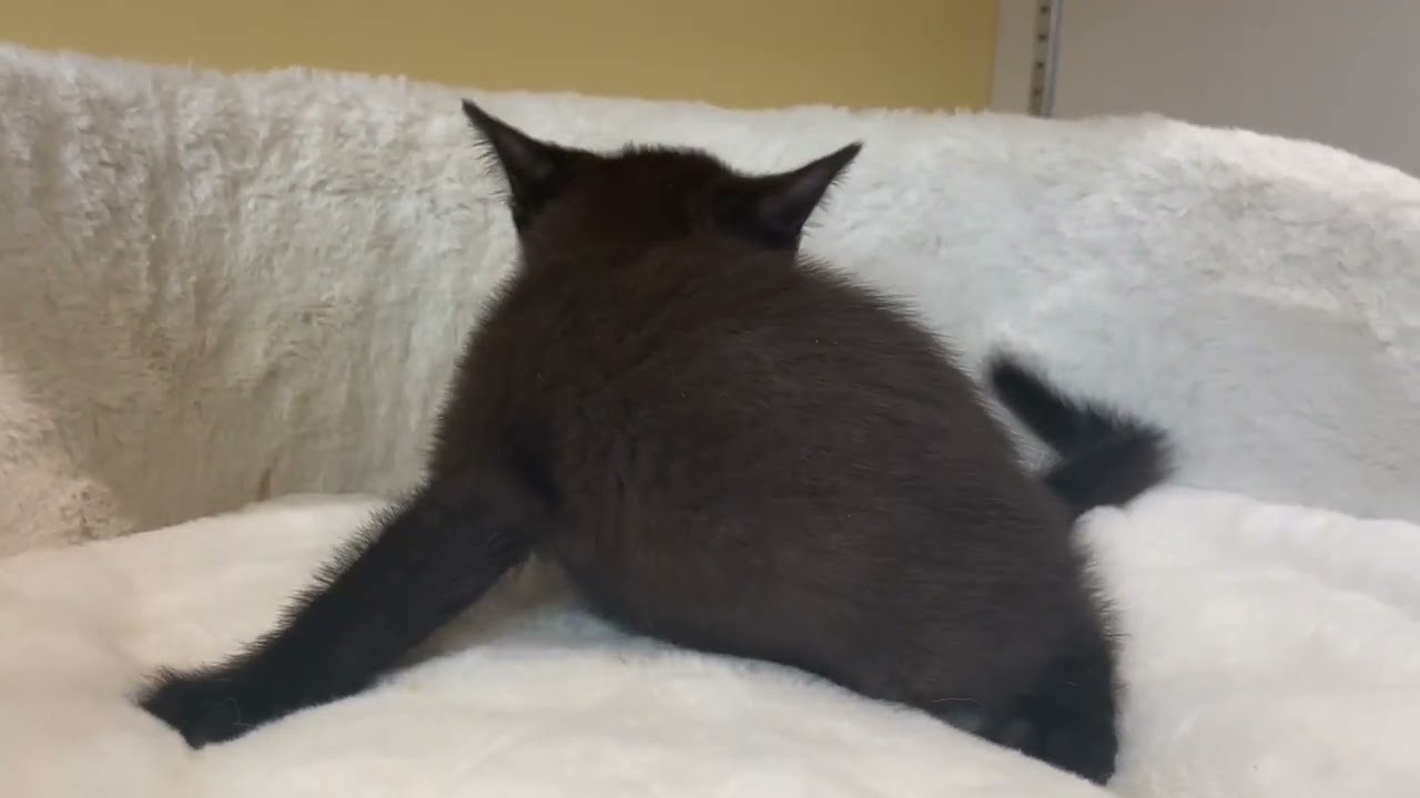 ボンベイ 【ブラック】黒猫の代表✨ボンベイ兄妹❤️