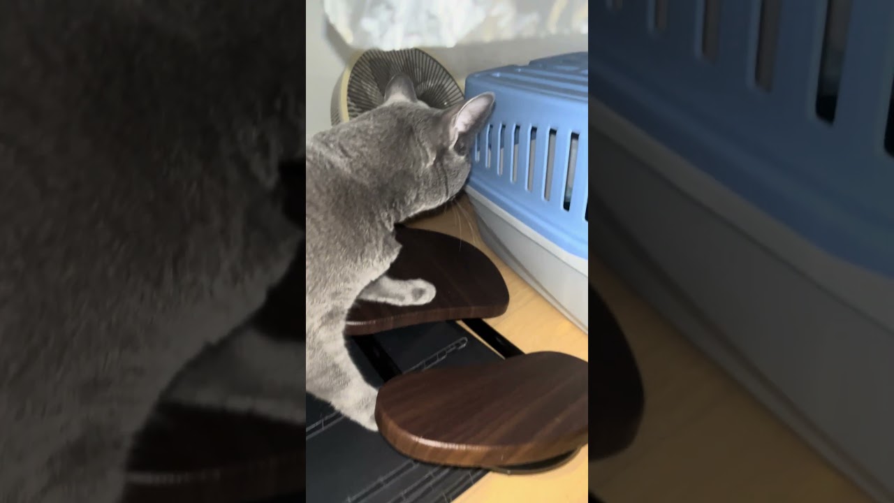 Exploration #cat #kitten #cute #somali #russianblue