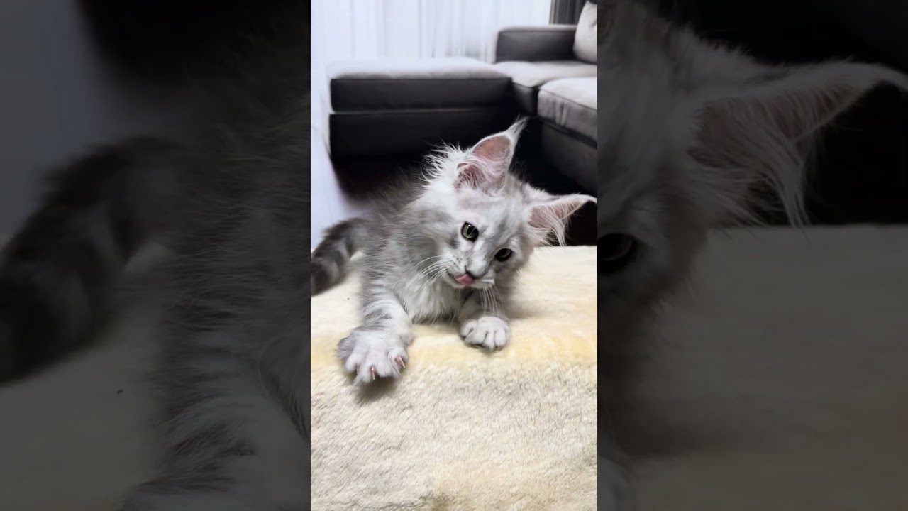 Iceman Black Silver Blotched Tabby Maine Coon Male Kitten Available Now | Purebred Kitties
