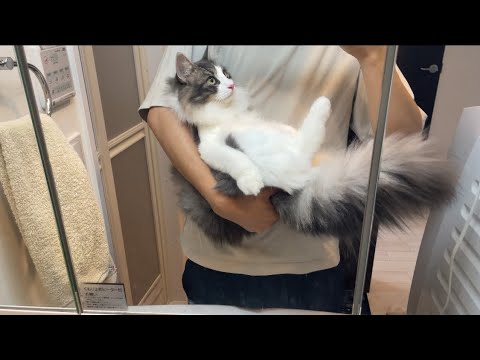 すごい重くなった🤣A cat that has become very heavy🤣