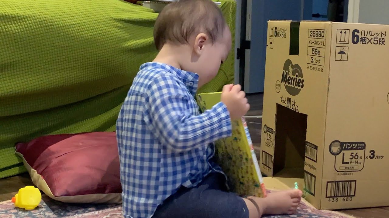 段ボールの家の中にいても、絵本を勧められる猫のキビ