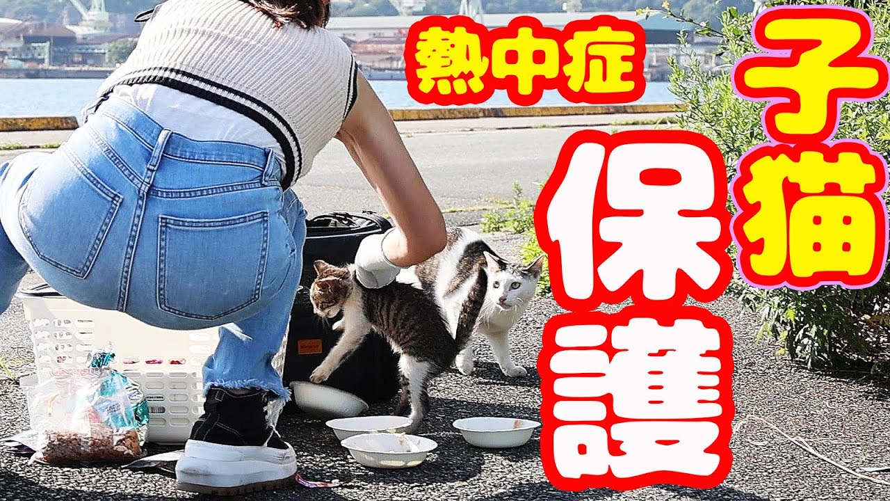【子猫 保護】子猫1匹炎天下に置き去りの理由に号泣 生きてと願う