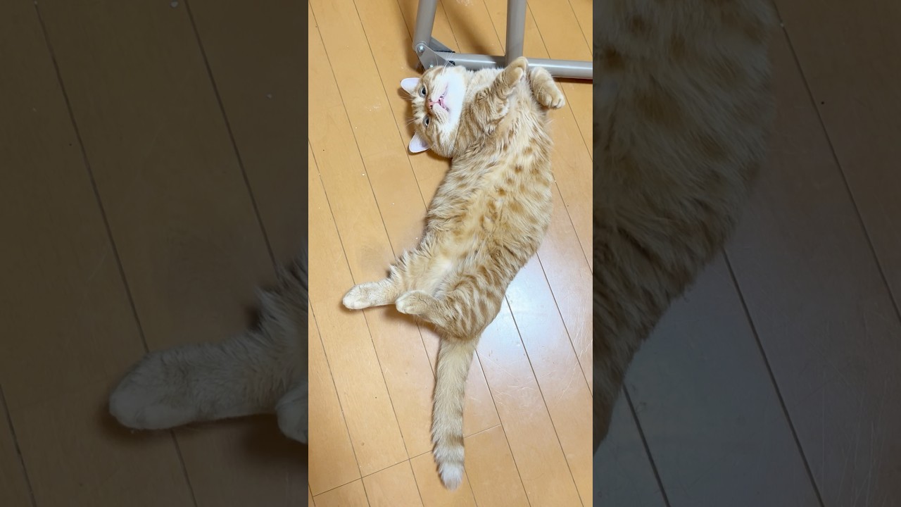 ありえない方向に首が曲がってしまった猫 #マンチカン #shorts