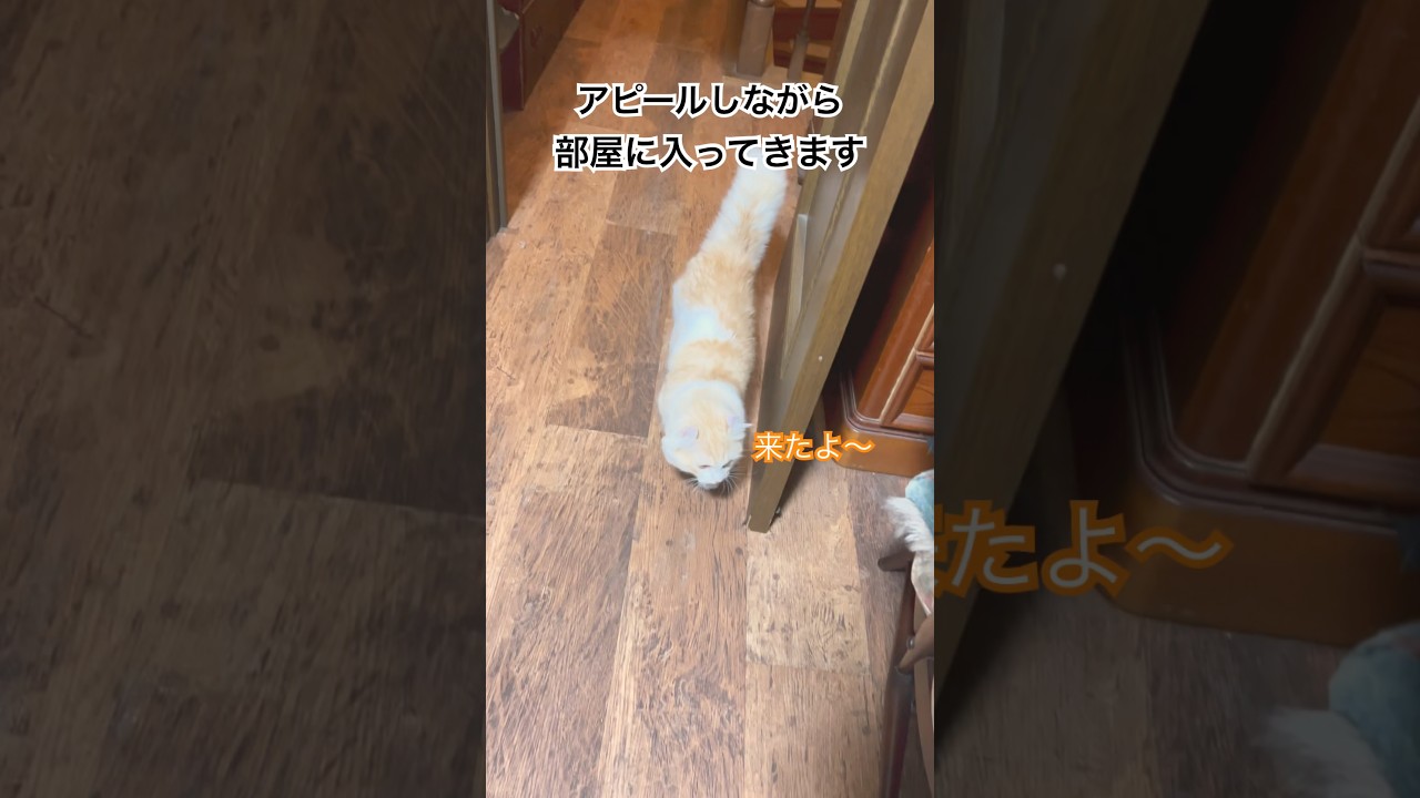 【キンカロー】にゃあにゃあ言う毛玉【マンチカール】