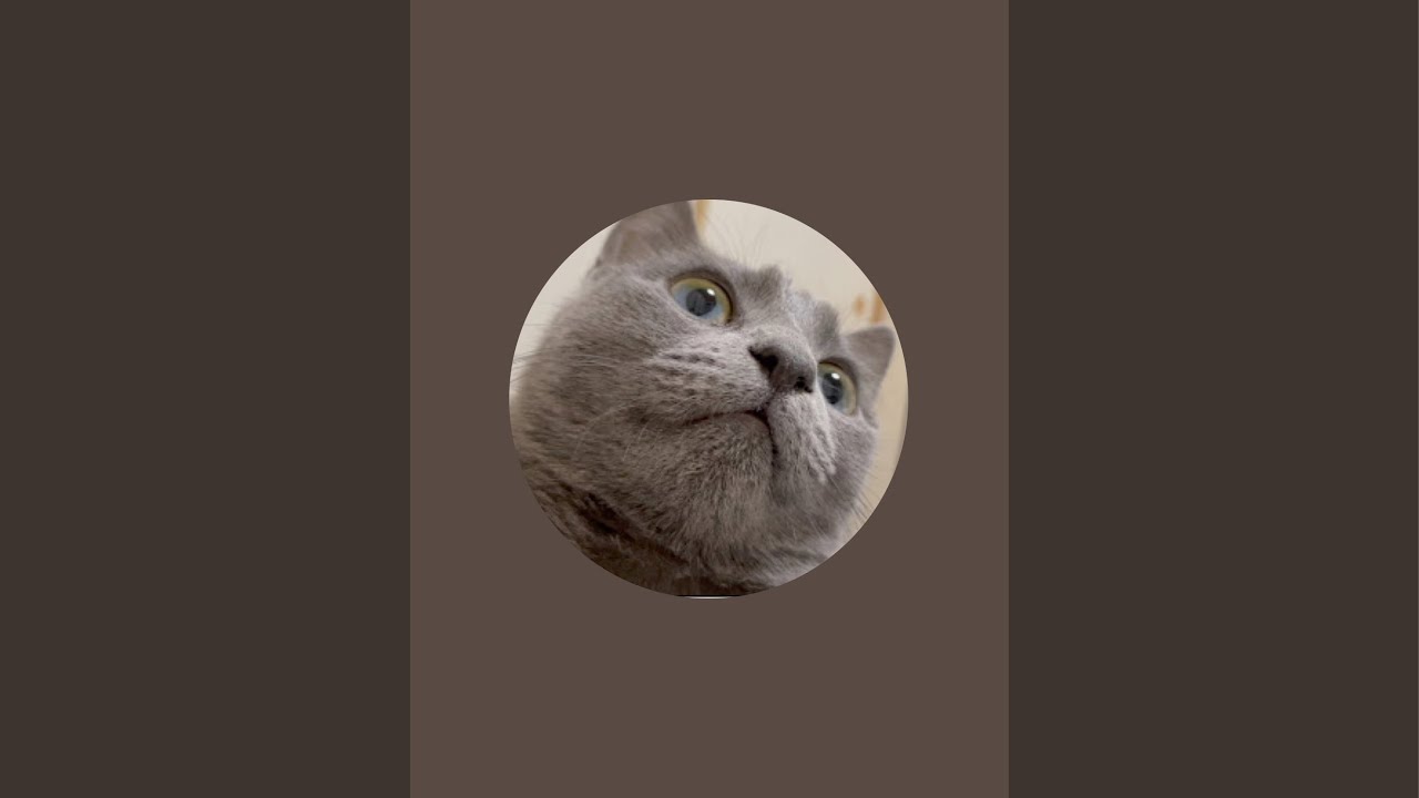 【猫ロシアンブルー】そらちゃん、名付け親になる‼️＆タイの猫さん｢コラット🐈‍⬛｣可愛い❤️配信！