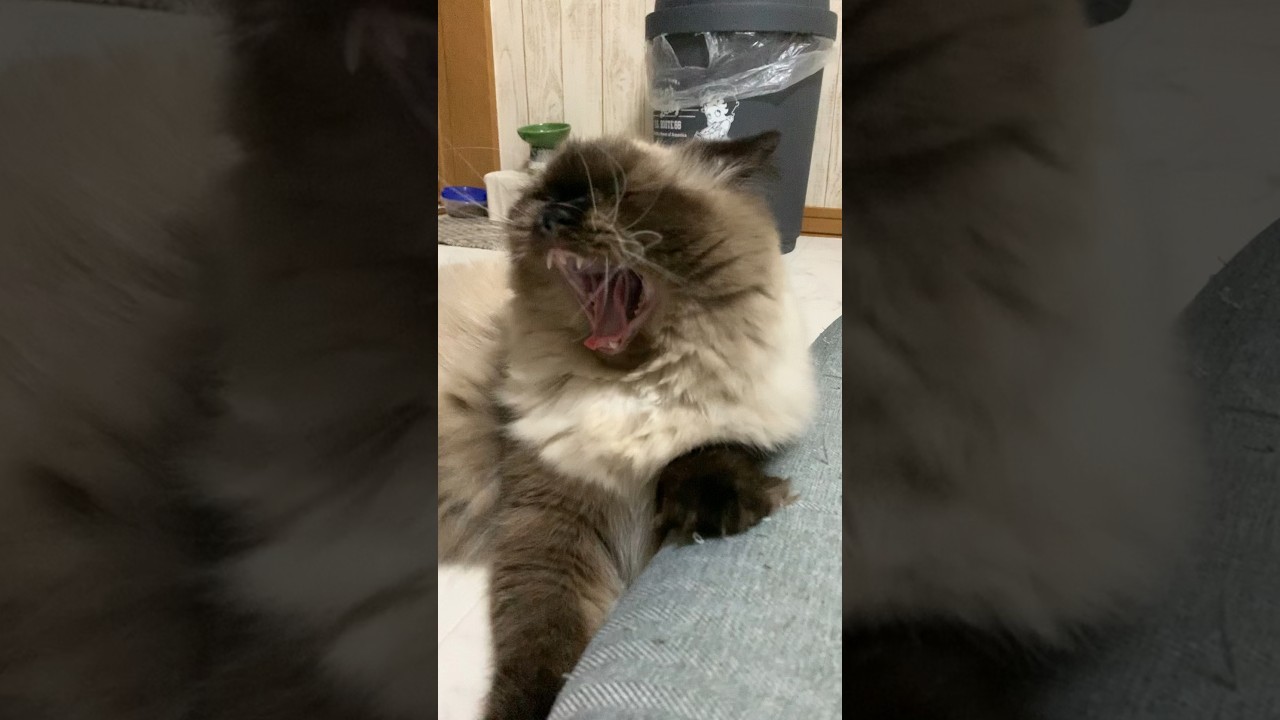 げんたくんのあくび #猫 #猫のいる生活 #ヒマラヤン #shorts