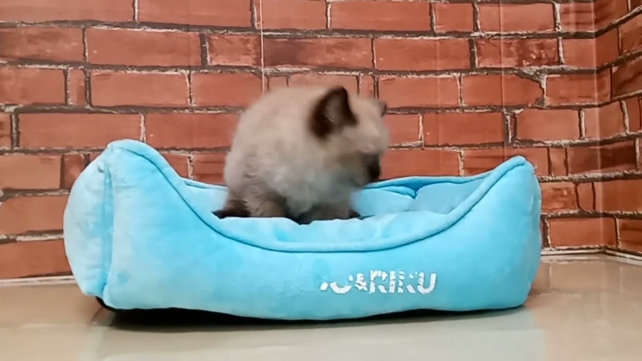 685016 ヒマラヤン