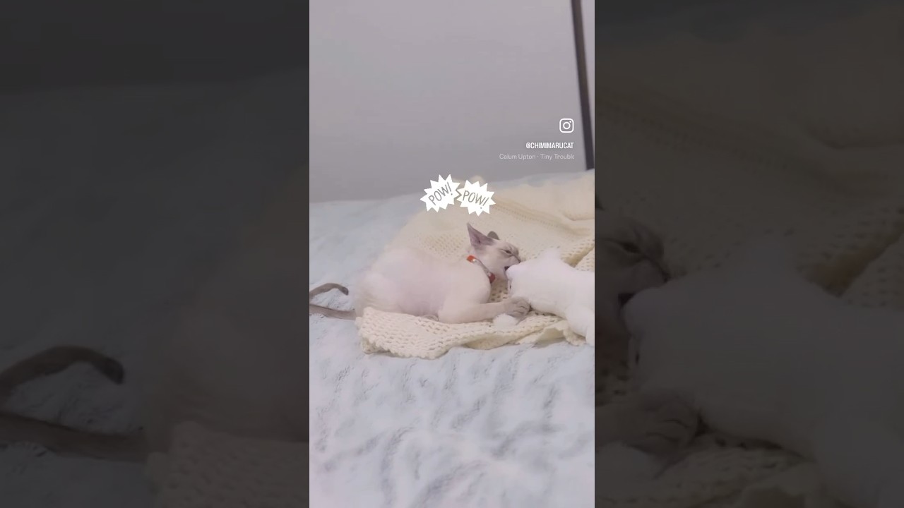 Devon Rex Cat - Chimi, please be friends with the other kids! チミ、皆んなと仲良くね😅#devonrex#デボンレックス#shots