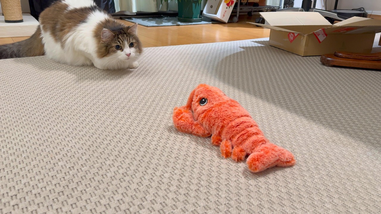 暑さに負けない！長毛ねこの夏の一日