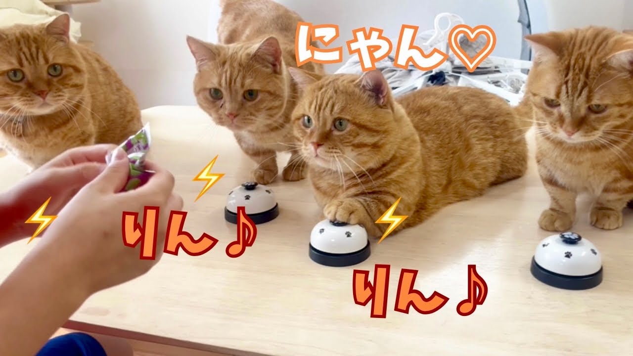 可愛すぎるマンチカンカルテットが暑中見舞いのベル鳴らしをします！ #猫 #マンチカン