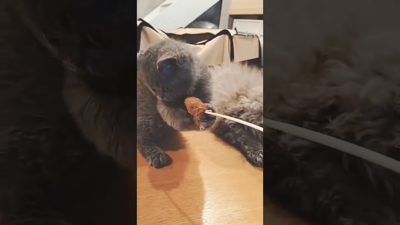 セルカークレックス 可愛らしいお顔立ち❤クリクリ目の甘えん坊さん♪