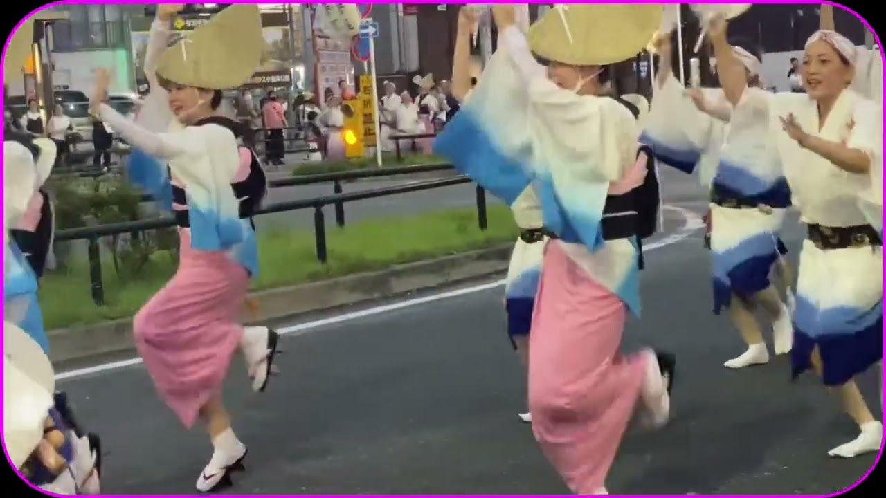 阿波踊りを見た行った､スコティッシュねこのマリオ君❤️阿波踊りは、最高ですね💕