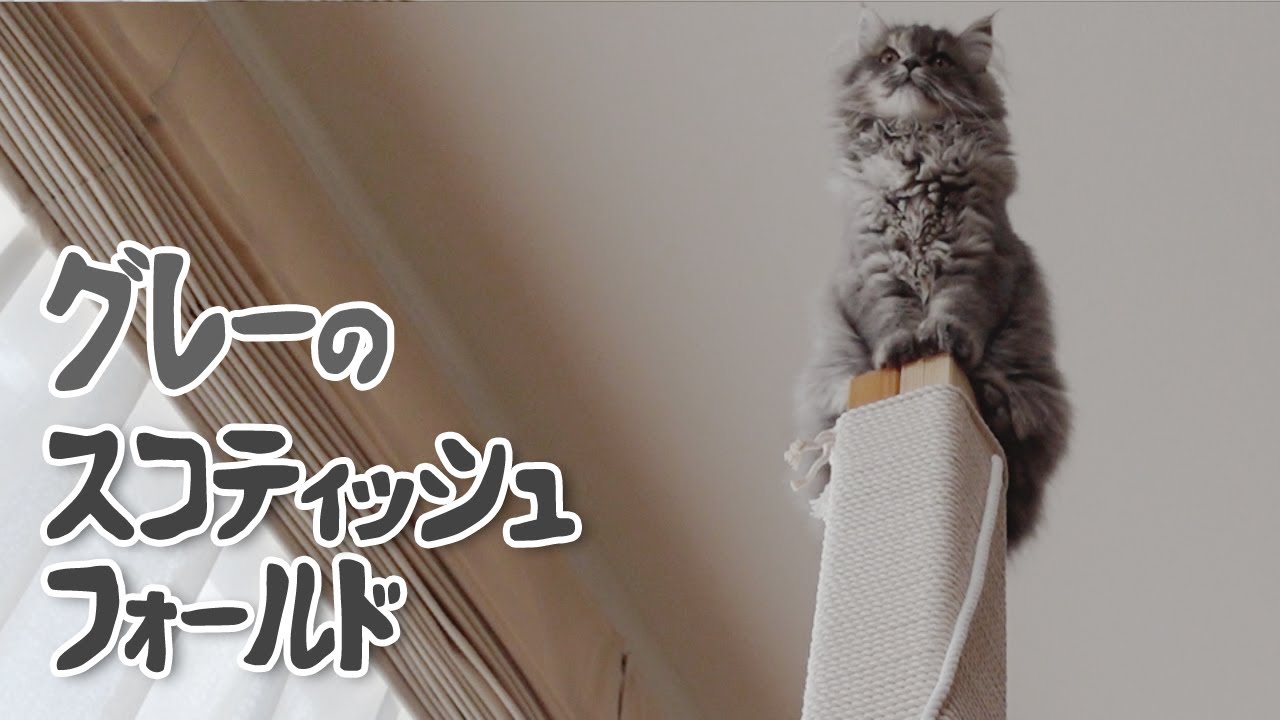 【スコティッシュフォールド】グレー長毛を検討中の方へ【ブルータビーの子猫】
