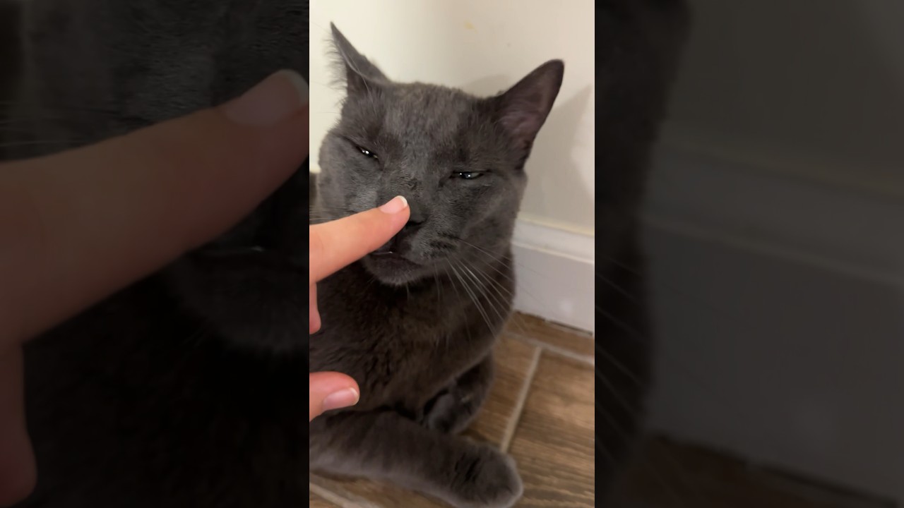 Sirik on the floor #cat #catlife #catlovers