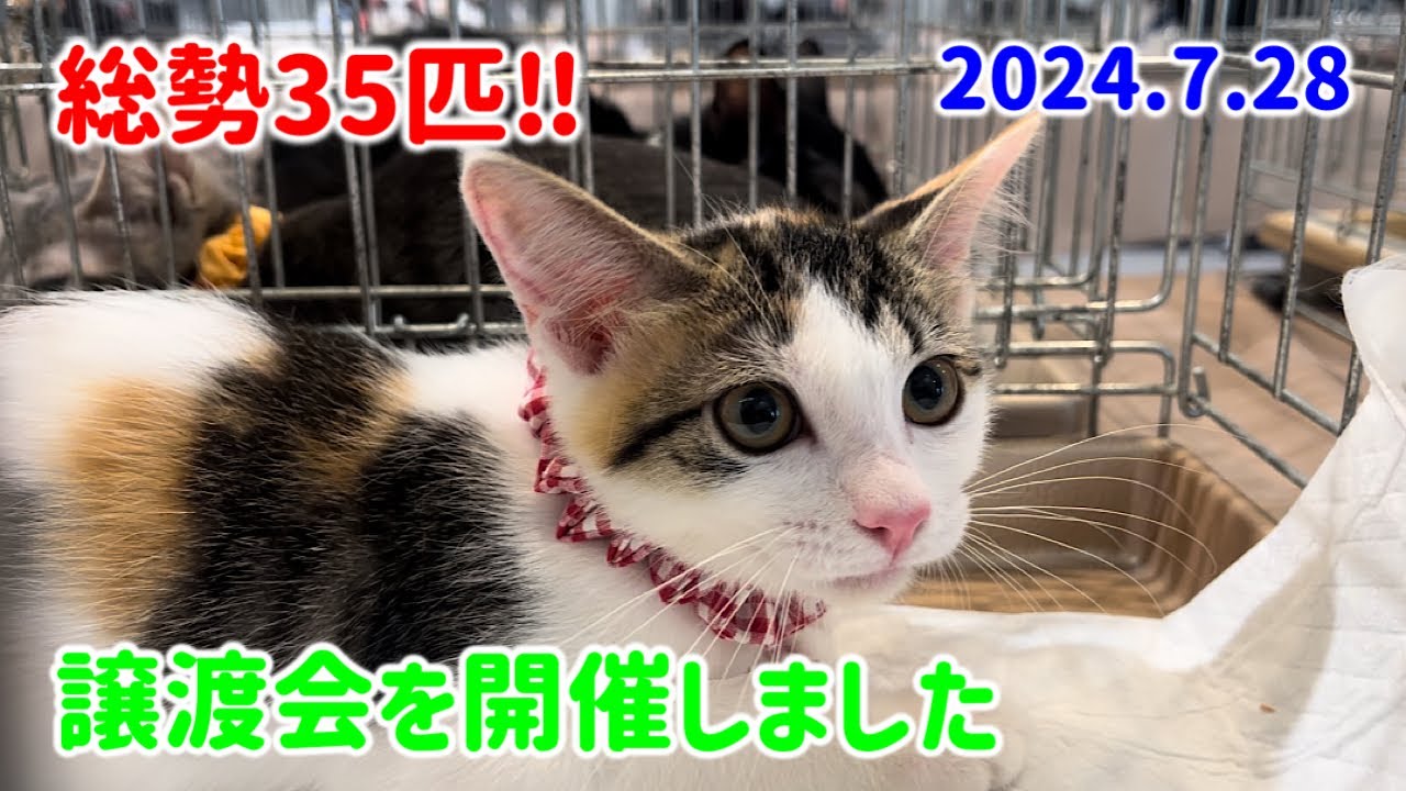 総勢35匹！猫だらけの譲渡会を開催しました