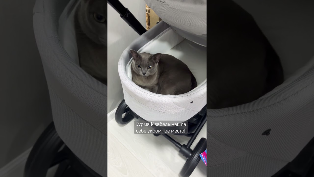 Бурма Изабель отдыхает в коляске! #cybex #бурма #cat #catlover #shortvideos  #love #funny #изабель