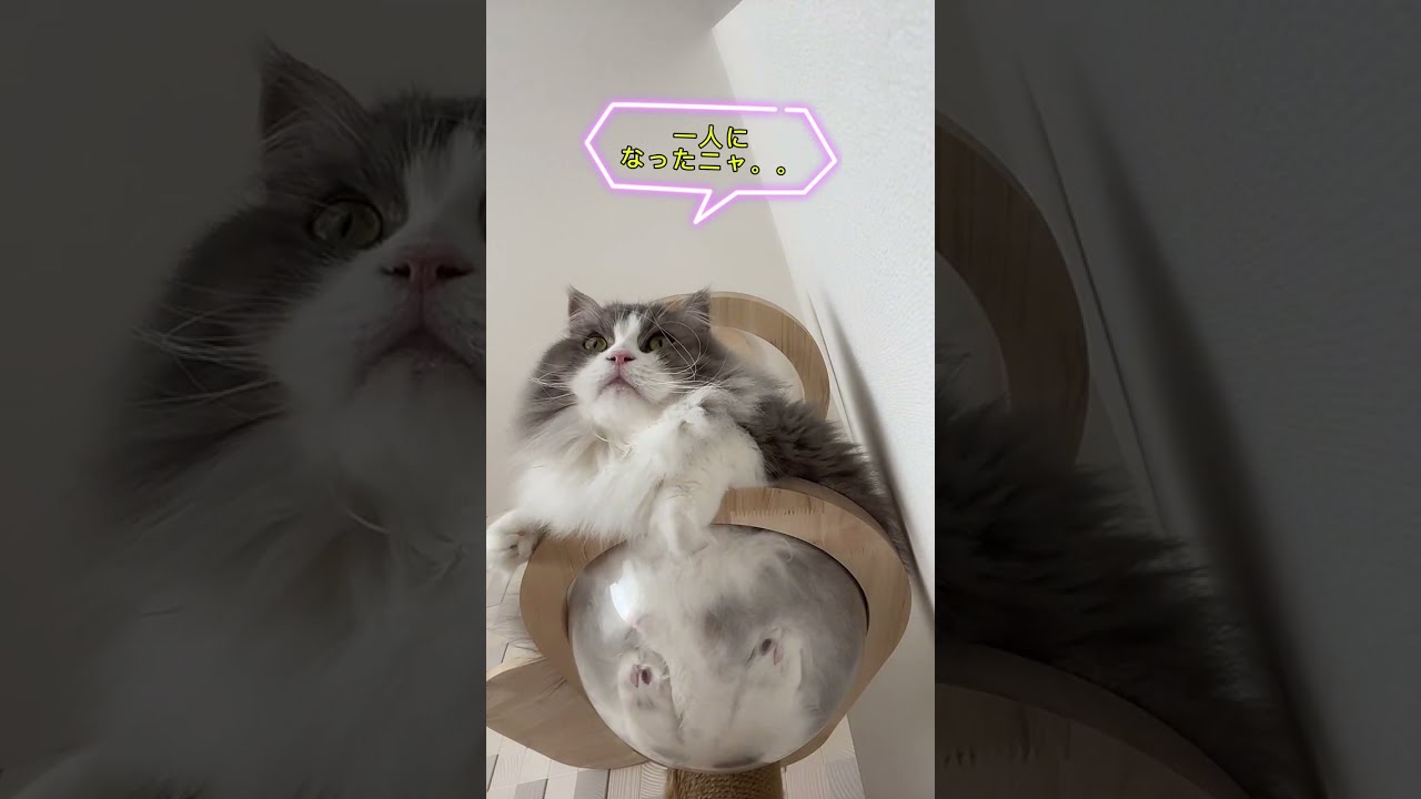 【猫ネコヌコねこLIVE】初めてのTikTok生配信ニャ❣️😻チャンネル登録・高評価・コメントよろしくニャ❣️ #猫 #生配信 #猫好きさんと繋がりたい
