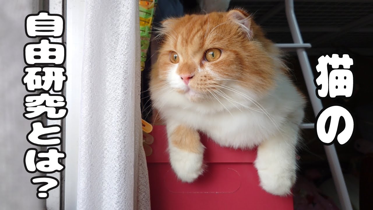 猫の自由研究。スズメ観察日記【スコティッシュフォールド】