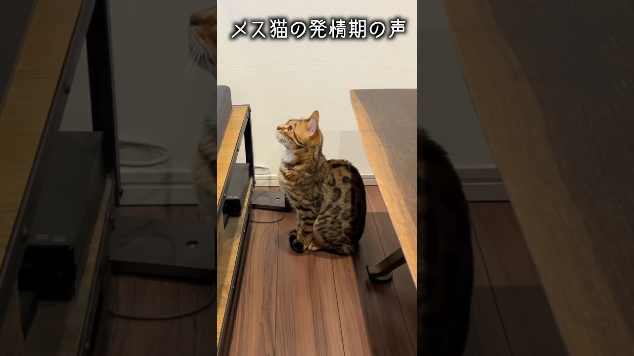 メス猫の発情動画に触発されてしまったネコ #ルトロゼ #猫 #ベンガル