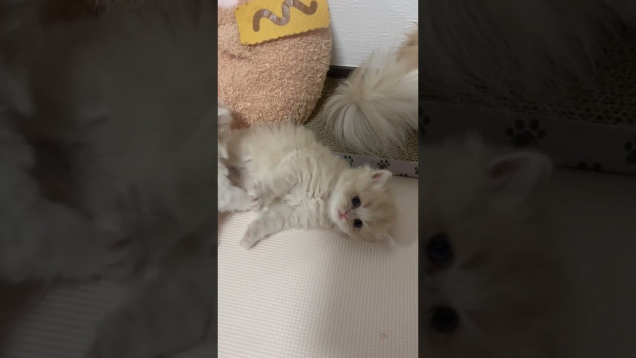 スコティッシュフォールド 人気のクリーム系♪まん丸お目々の女の子♪