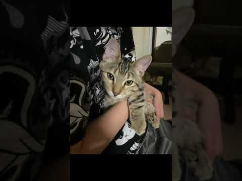 猫の抱っこ集めてみた　ジェネッタ猫（ベンガル×マンチカン） #Shorts