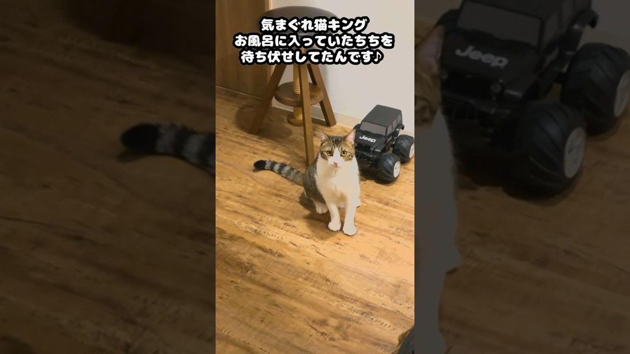 気まぐれ猫キング お風呂に入っていたちちを待ち伏せしてたんです♪〜気まぐれ猫たちのほのぼのライフ〜【KING×FAMILY】#shorts  #猫 #cat   #スコティッシュフォールド #甘えんぼ