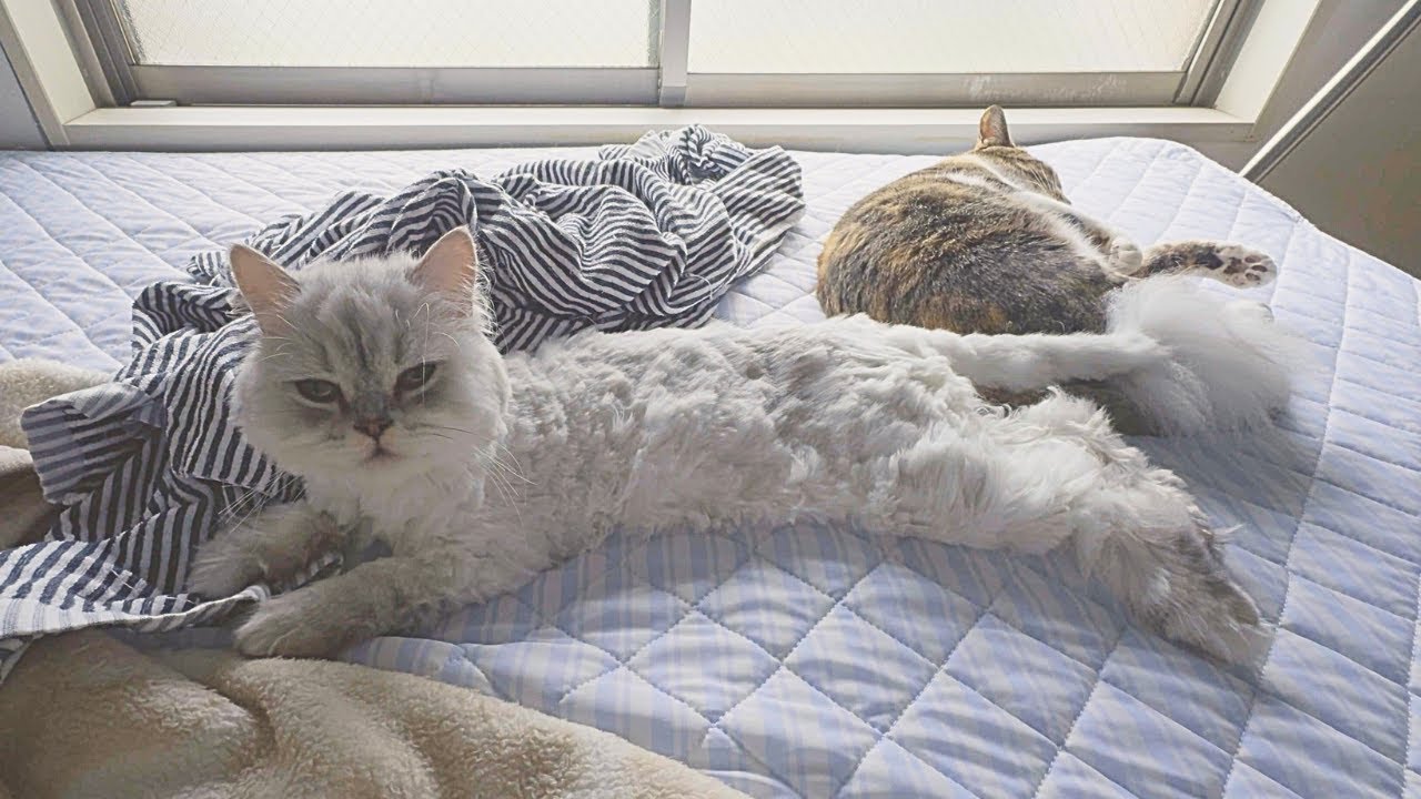 【ペルシャ猫】先住猫に嫌われていた猫がここまで近づけるようになったお話